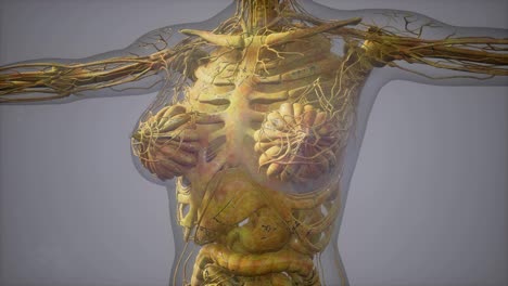 Modell,-Das-Die-Anatomie-Des-Menschlichen-Körpers-Zeigt